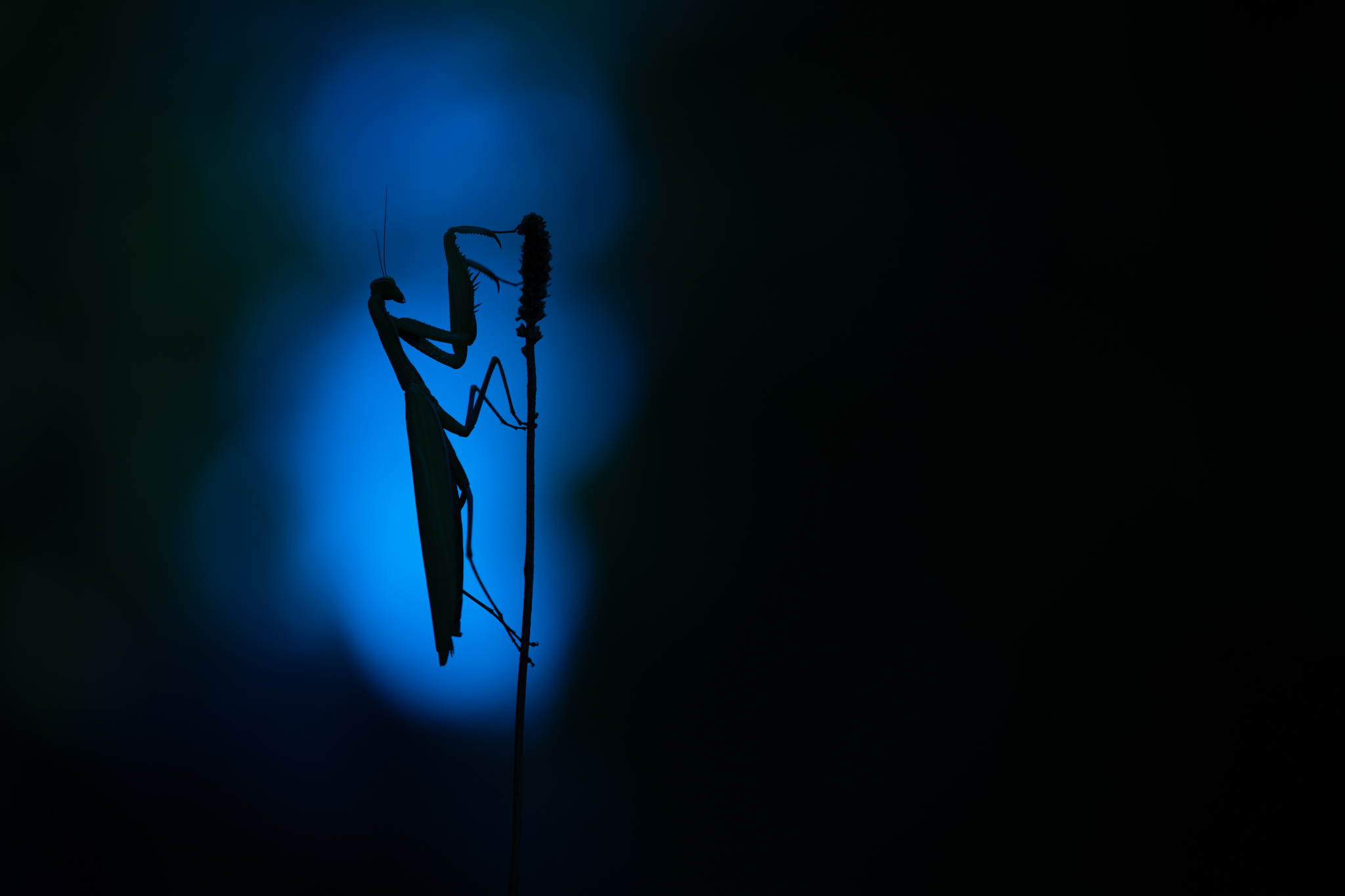 Gottesanbeterin Silhouette